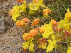 Oenothera hartwegii