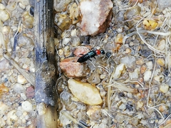 Paederidus ruficollis