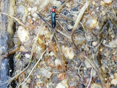 Paederidus ruficollis