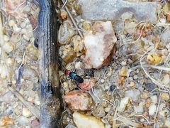 Paederidus ruficollis