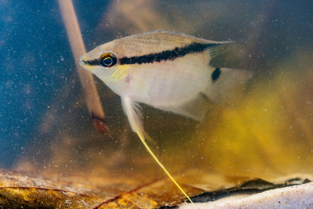 Wonder flag cichlid (Mesonauta mirificus) — Cichlidae