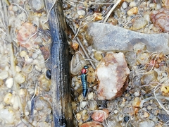 Paederidus ruficollis