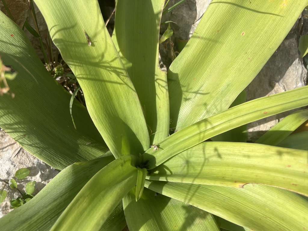 Crinum balfourii