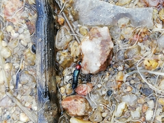 Paederidus ruficollis