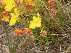Oenothera hartwegii