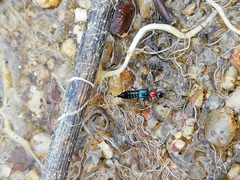 Paederidus ruficollis