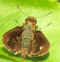 Platylesches moritili