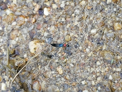 Paederidus ruficollis