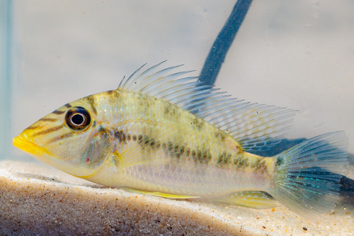 Mapiritensis Eartheater