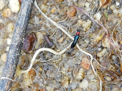 Paederidus ruficollis