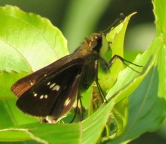 Platylesches moritili