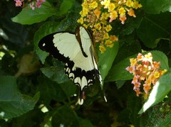 Papilio dardanus
