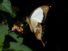 Papilio dardanus