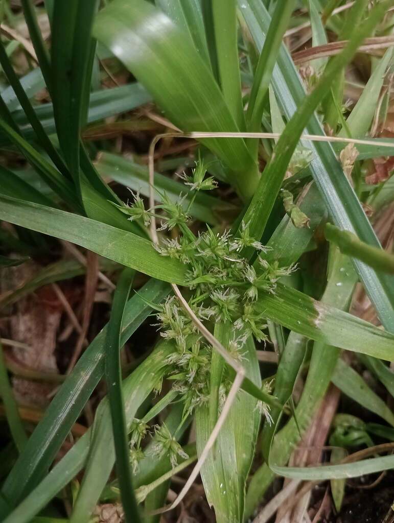 Forbestown rush (Juncus cyperoides)