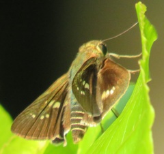 Platylesches moritili