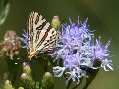 Cigaritis natalensis