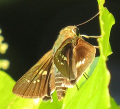 Platylesches moritili