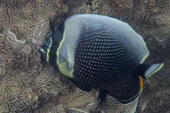 Chaetodon reticulatus