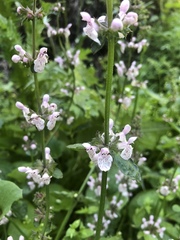 Stachys ajugoides