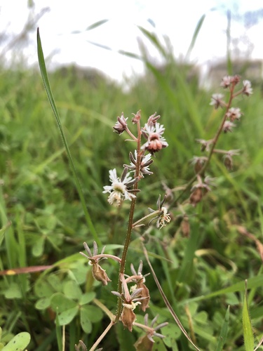 Reseda orientalis (Reseda orientalis)