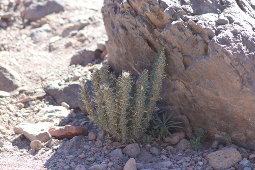 Image of Adenocarpus viscosus by (c) Robert Martin, some rights reserved (CC BY)