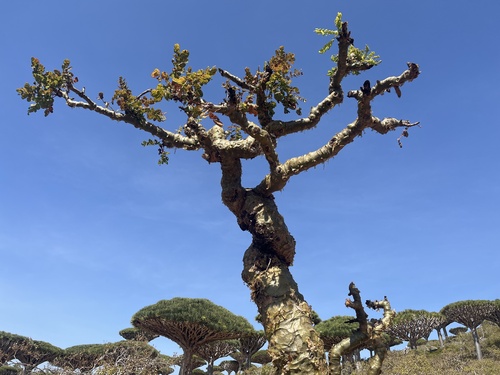 Boswellia dioscoridis