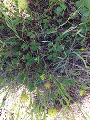 Acmispon wrangelianus