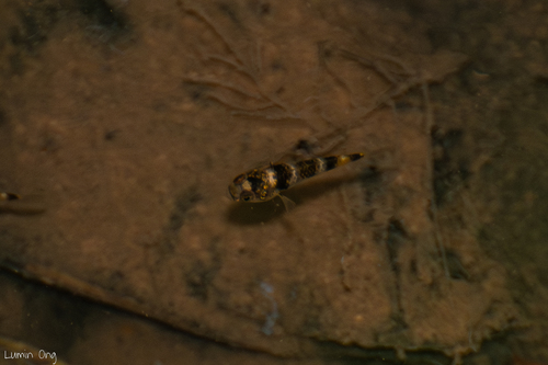 Brachygobius kabiliensis Inger, 1958