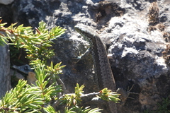 Iberolacerta monticola