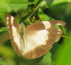 Appias epaphia contracta