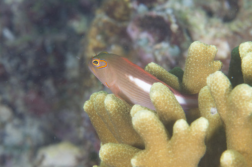 Arc-eye Hawkfish