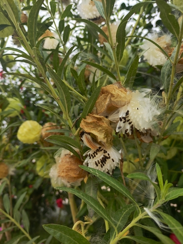 Gomphocarpus physocarpus