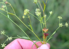 Bupleurum mundii