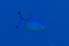 Caesio lunaris