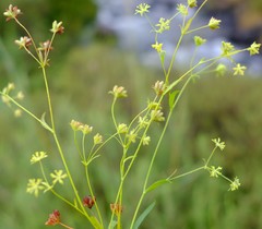 Bupleurum mundii