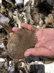 Trinectes maculatus