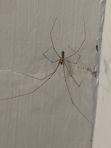 Photo of Long-bodied Cellar Spider (Pholcus phalangioides)