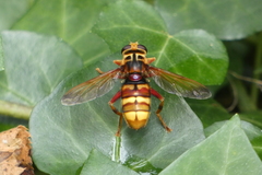 Milesia crabroniformis