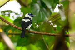 Frilled Monarch photo 4