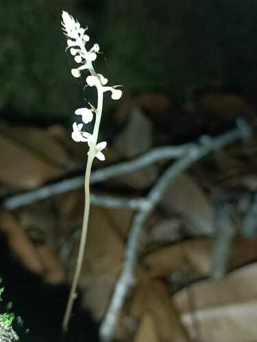 Soridium spruceanum (Soridium spruceanum)