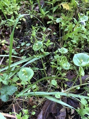 Claytonia