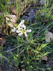 Lupinus microcarpus