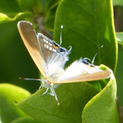 Hypolycaena philippus