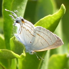 Hypolycaena philippus
