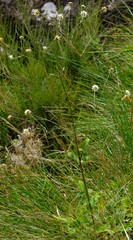 Cephalaria natalensis