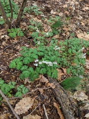 Dicentra cucullaria