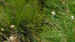 Cephalaria natalensis