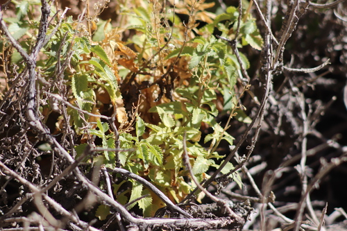 Image of Scrophularia glabrata by (c) Robert Martin, some rights reserved (CC BY)