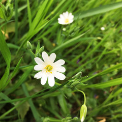 Rabelera holostea