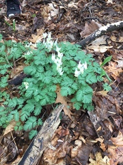 Dicentra cucullaria